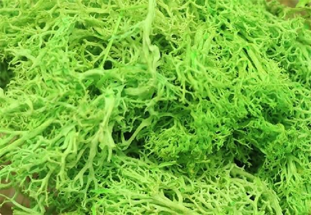 20g Artificial Plant Eternal Life Moss